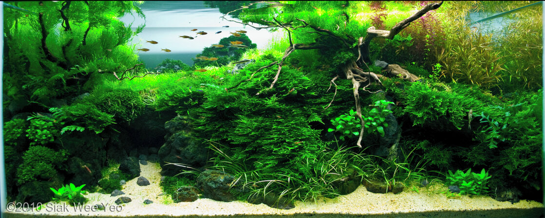 Aga 2010 Aquascaping Contest: #135