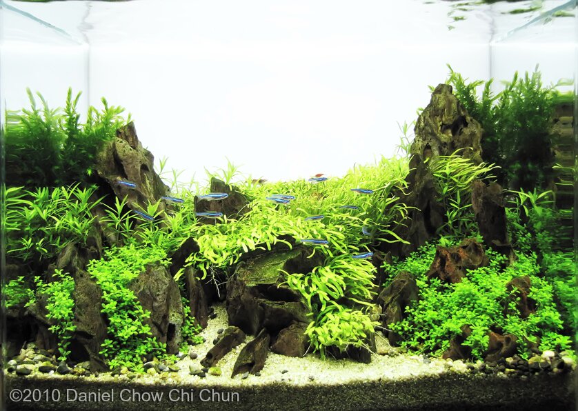 AGA 2010 Aquascaping Contest: #77