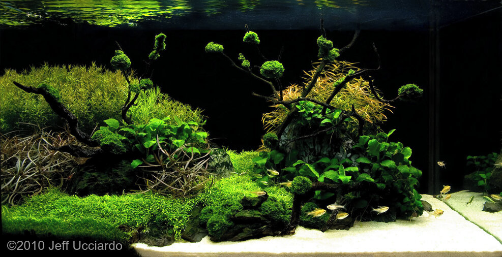 aquascape net worth - Ilustrasi 2