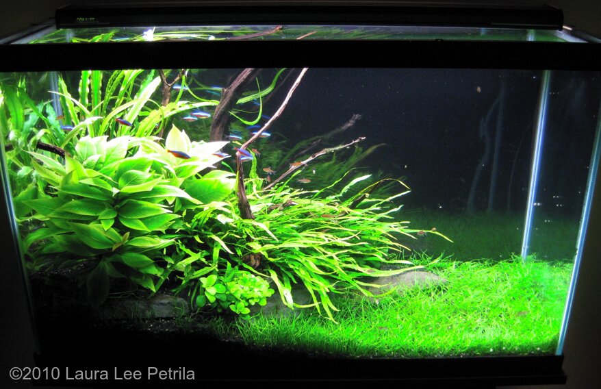 AGA 2010 Aquascaping Contest: #163