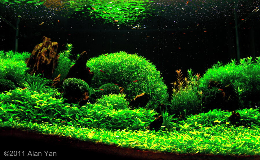 Aga 2011 Aquascaping Contest: #302