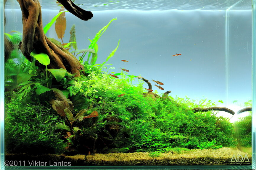 AGA 2011 Aquascaping Contest: #321