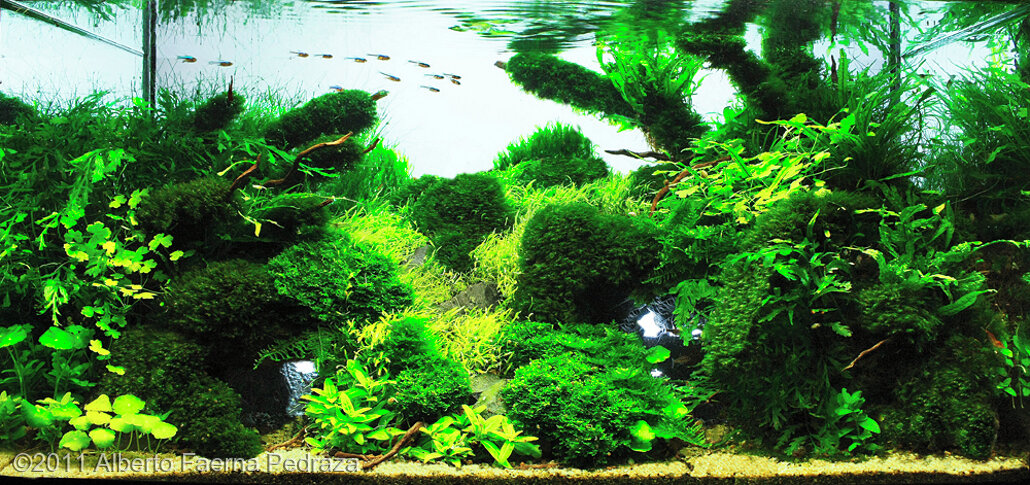 AGA 2011 Aquascaping Contest: #324