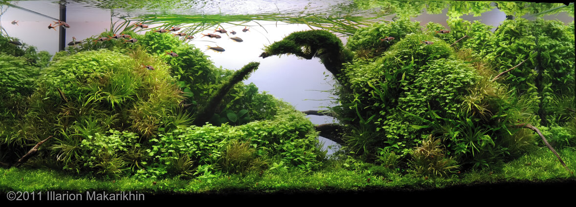 AGA 2011 Aquascaping Contest: #331