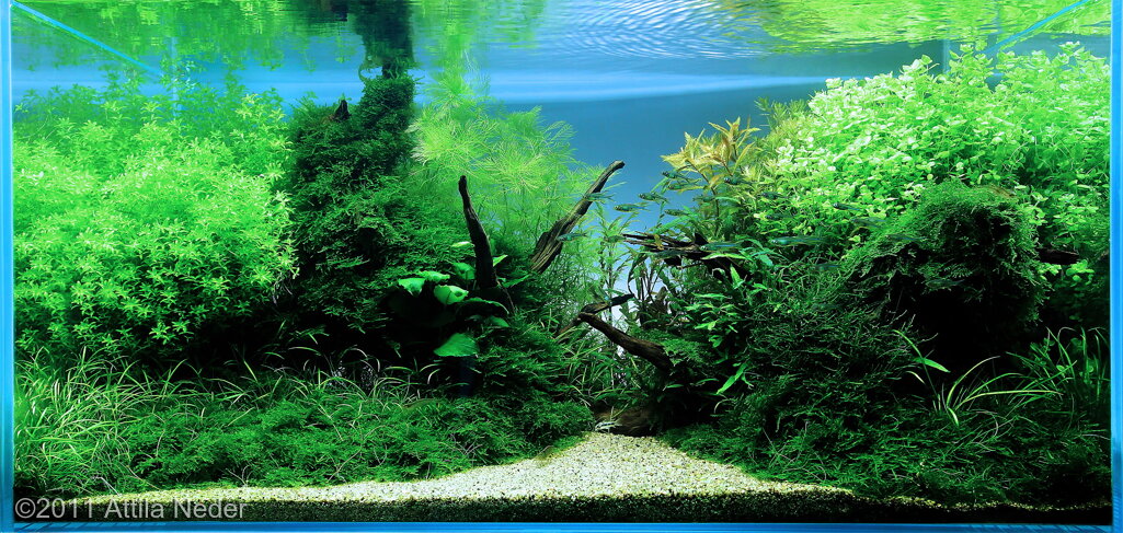 AGA 2011 Aquascaping Contest: #308