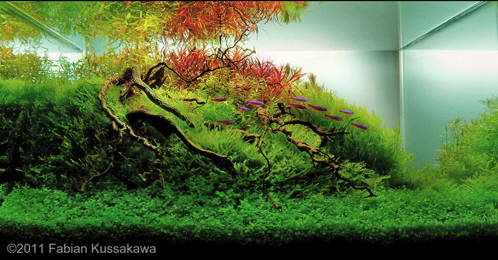 AGA 2011 Aquascaping Contest: #295