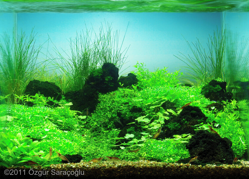 AGA 2011 Aquascaping Contest: #345