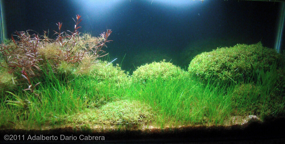 Aga 2011 Aquascaping Contest: #348