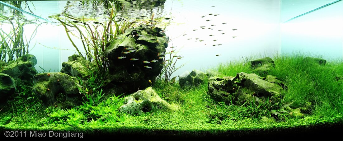 Aga 2011 Aquascaping Contest: #350