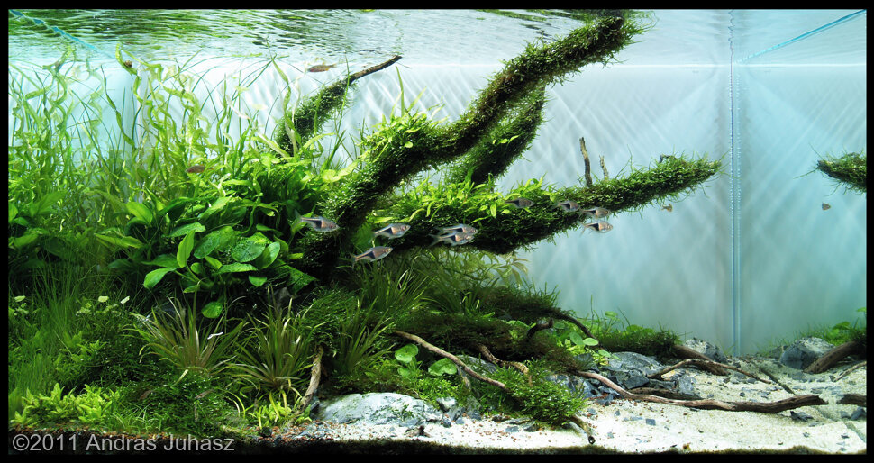 AGA 2011 Aquascaping Contest: #353