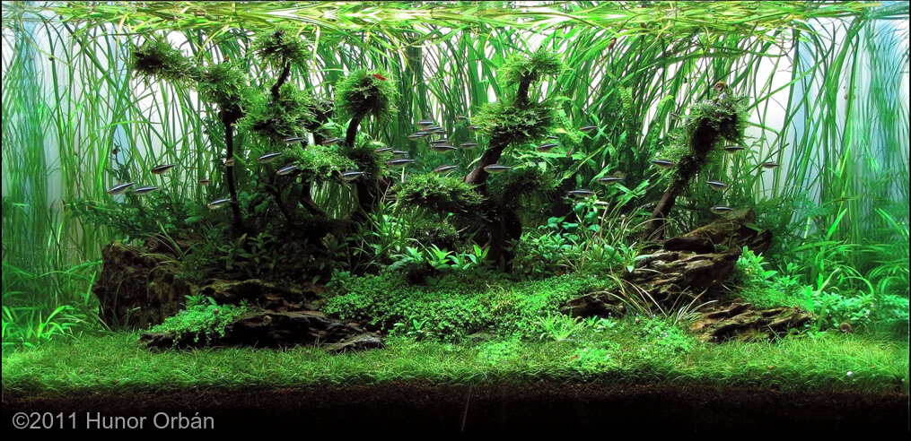 AGA 2011 Aquascaping Contest: #381