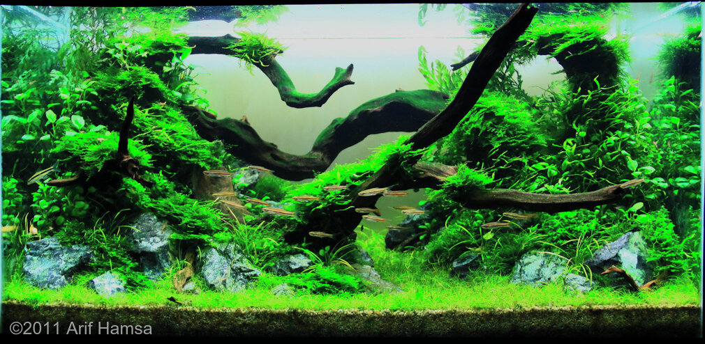 AGA 2011 Aquascaping Contest: #8