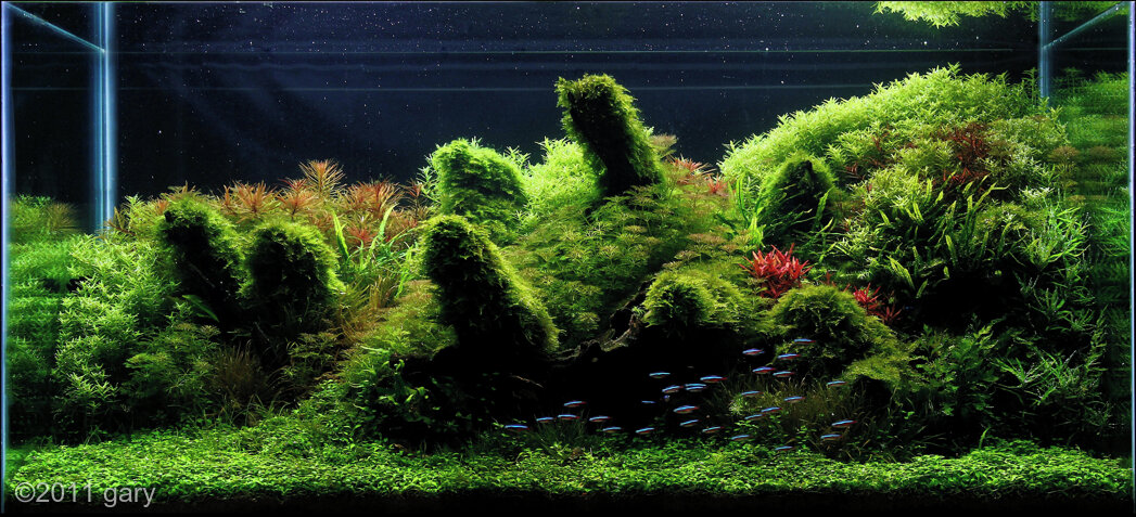 AGA 2011 Aquascaping Contest: #386