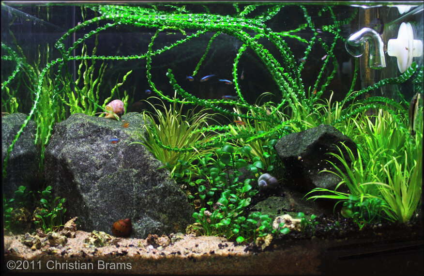 AGA 2011 Aquascaping Contest: #396