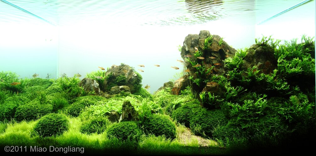 AGA 2011 Aquascaping Contest: #409