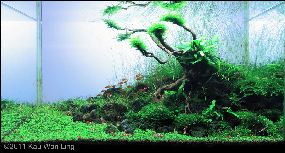 AGA 2011 Aquascaping Contest: #410