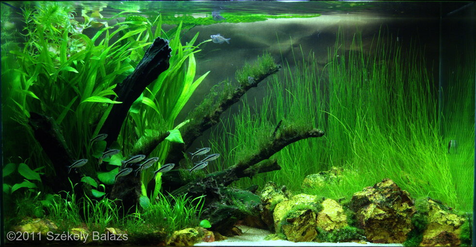 AGA 2011 Aquascaping Contest: #67