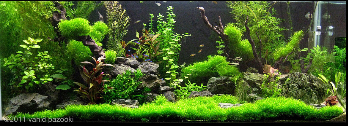 AGA 2011 Aquascaping Contest 71