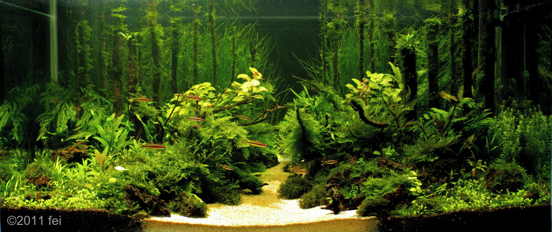 AGA 2011 Aquascaping Contest: #92