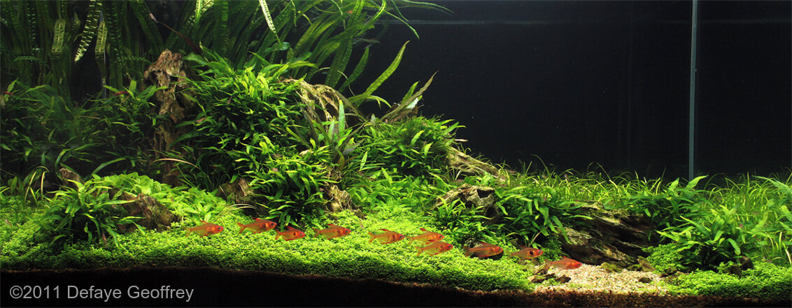 AGA 2011 Aquascaping Contest: #94