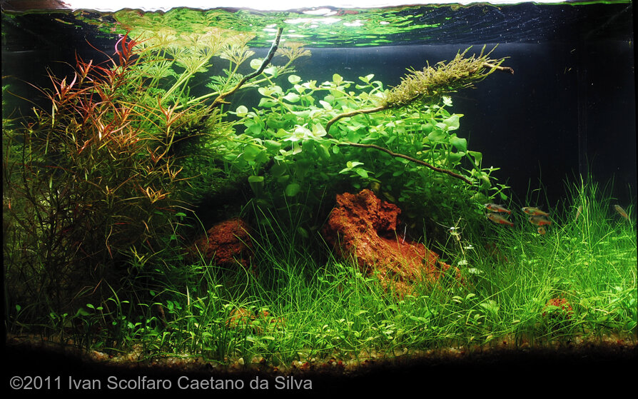 AGA 2011 Aquascaping Contest: #111