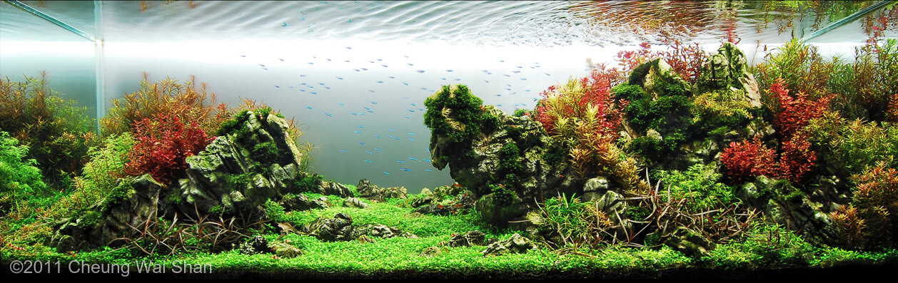 Aga 2011 Aquascaping Contest: #116