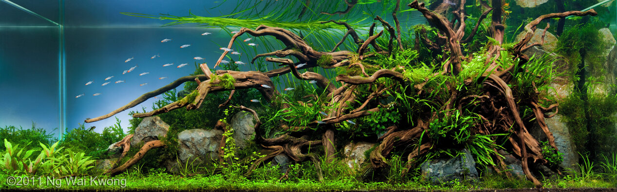 AGA 2011 Aquascaping Contest 122