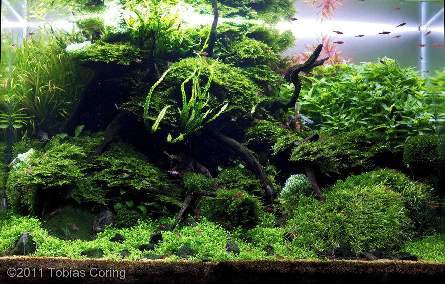 AGA 2011 Aquascaping Contest: #136