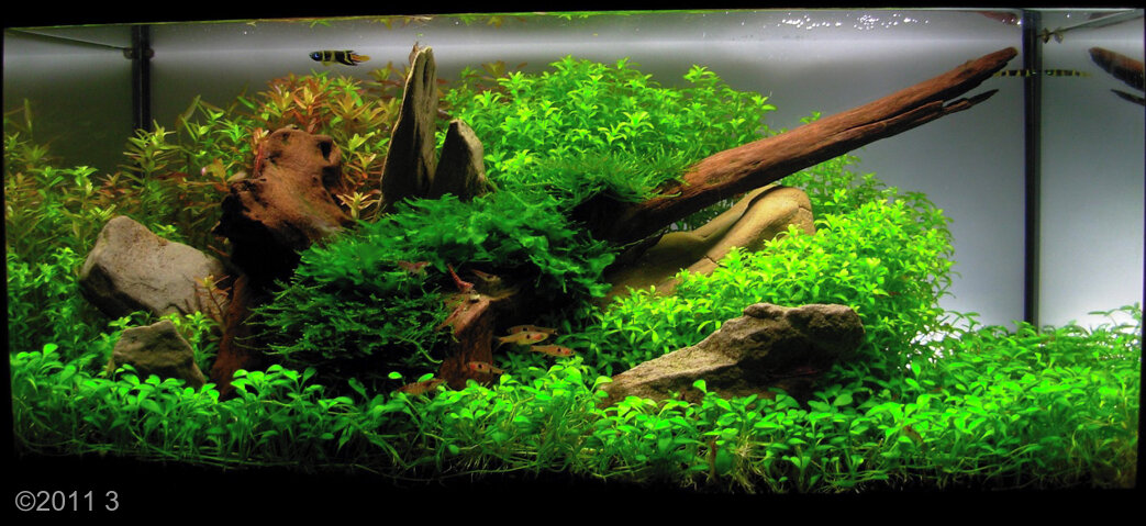 AGA 2011 Aquascaping Contest: #137