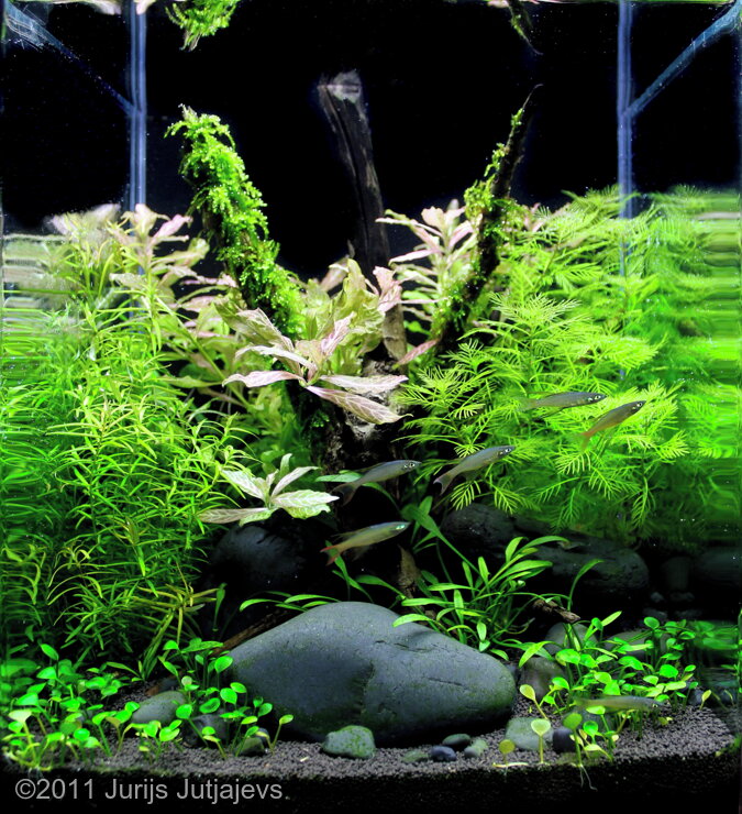 AGA 2011 Aquascaping Contest: #156