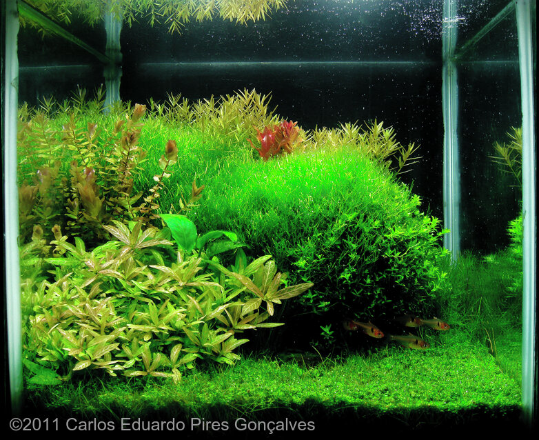 AGA 2011 Aquascaping Contest: #20