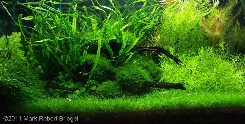 AGA 2011 Aquascaping Contest: #174