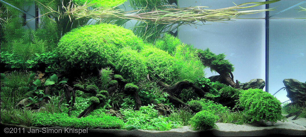 AGA 2011 Aquascaping Contest: #196