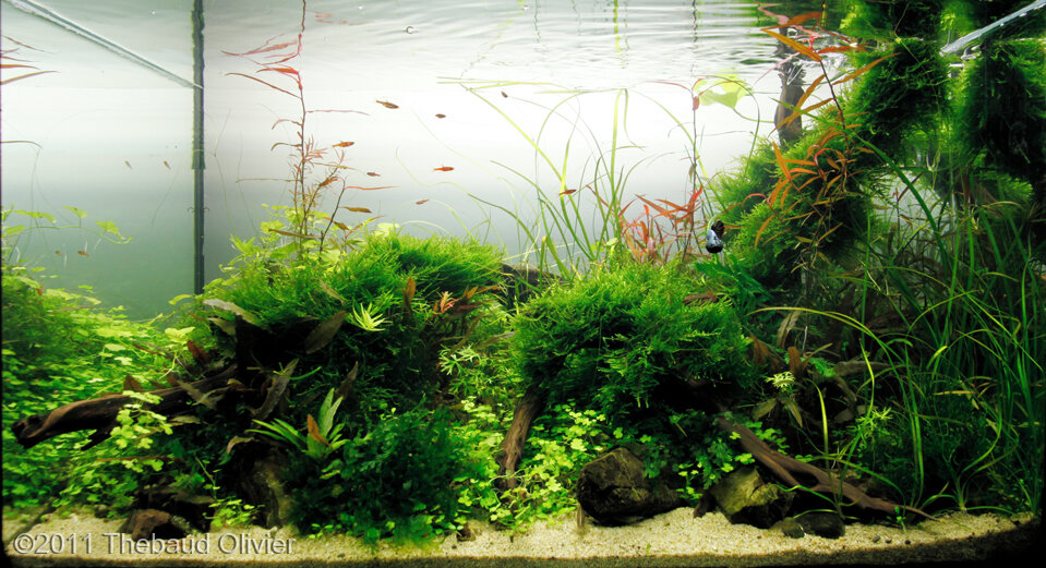 AGA 2011 Aquascaping Contest: #204