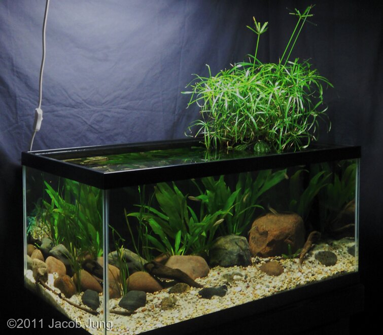 AGA 2011 Aquascaping Contest: #184