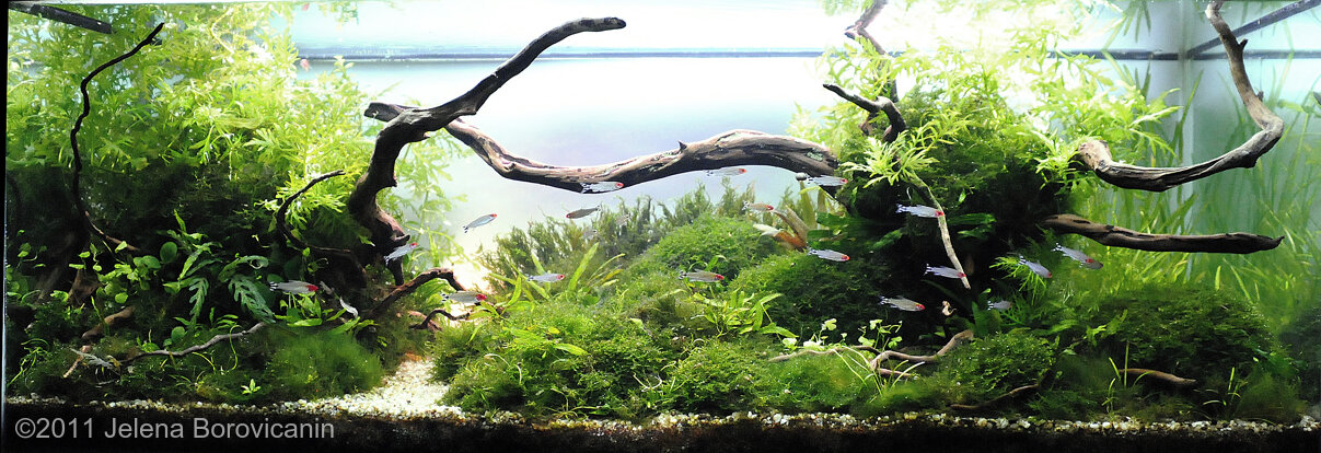 AGA 2011 Aquascaping Contest: #228