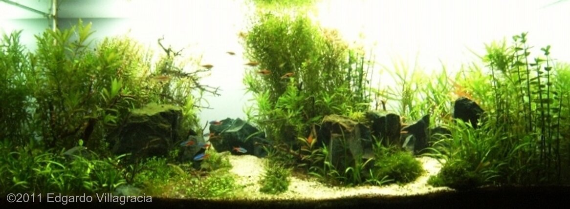 AGA 2011 Aquascaping Contest: #260