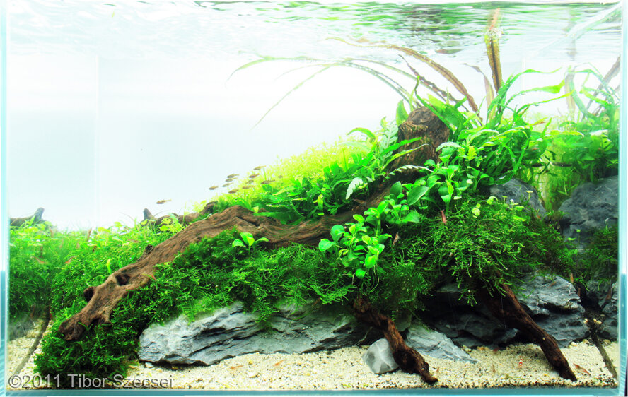 AGA 2011 Aquascaping Contest: #35