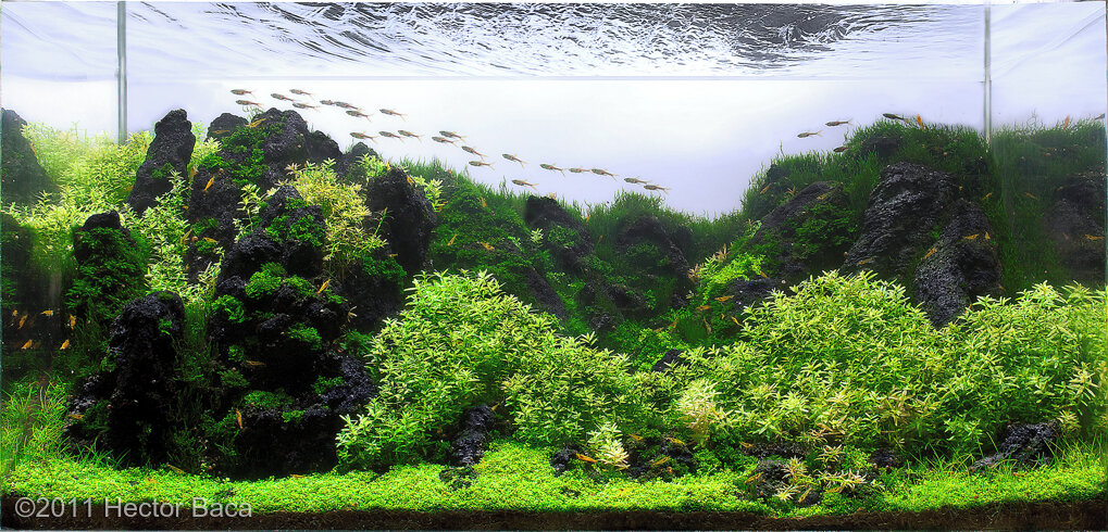 AGA 2011 Aquascaping Contest: #266