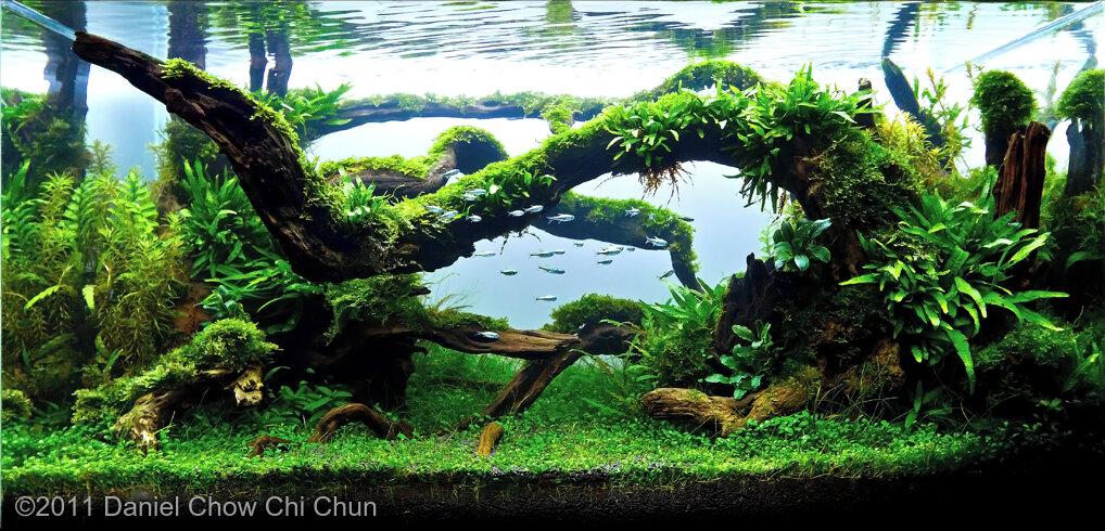 AGA 2011 Aquascaping Contest: #275