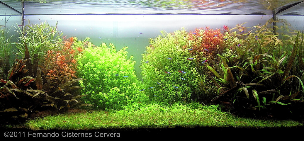 AGA 2011 Aquascaping Contest: #287