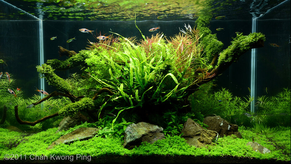 AGA 2011 Aquascaping Contest: #291