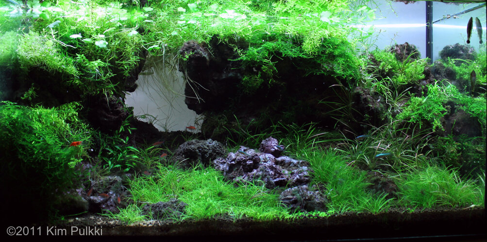 AGA 2011 Aquascaping Contest: #300