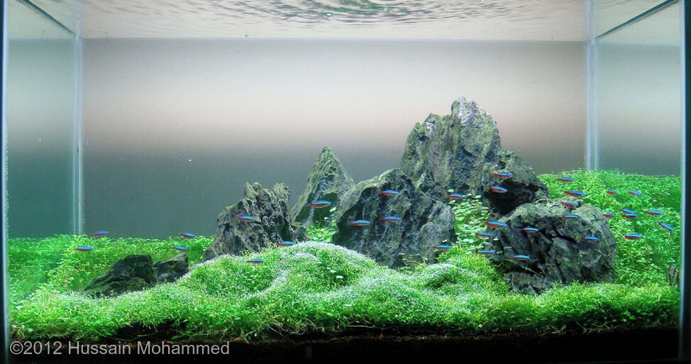 AGA 2012 Aquascaping Contest 106