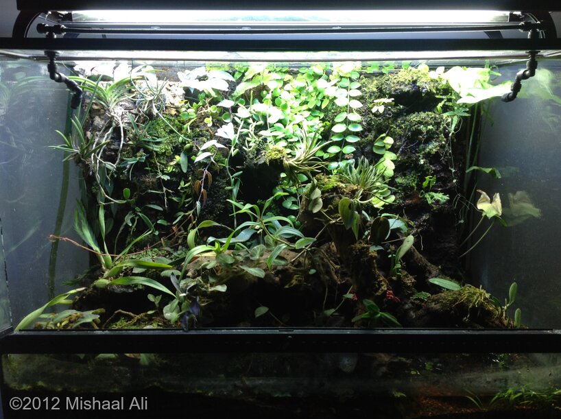 AGA 2012 Aquascaping Contest: #127