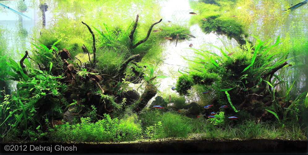 Aga 2012 Aquascaping Contest: #145