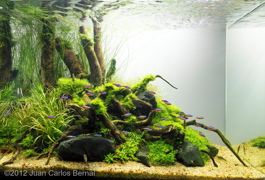 AGA 2012 Aquascaping Contest: #151