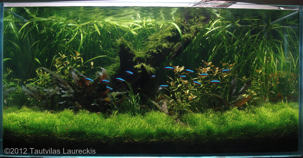 AGA 2012 Aquascaping Contest: #168