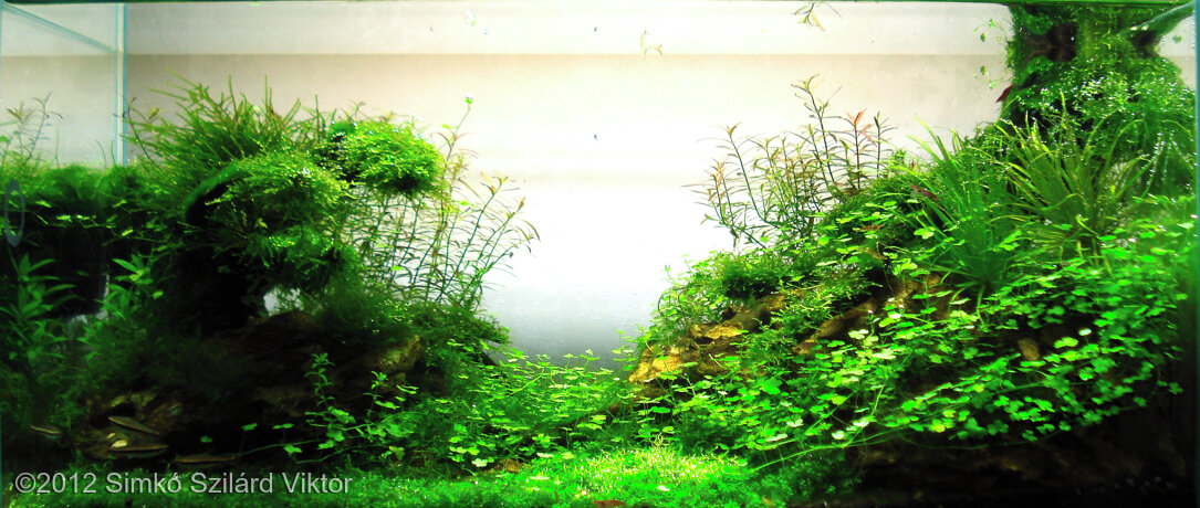 AGA 2012 Aquascaping Contest: #170