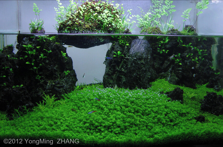 AGA 2012 Aquascaping Contest 18